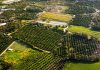 Cómo segregar una parcela sin que el notario te frene la escritura Vista aérea de fincas rústicas divididas en parcelas de cultivo